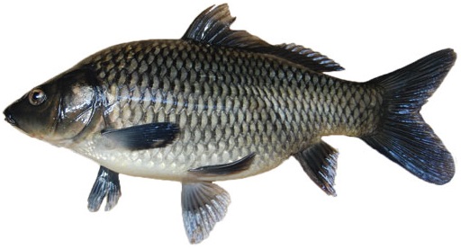 Mengulas Ikan Mas Air Tawar Di Perairan Nusantara