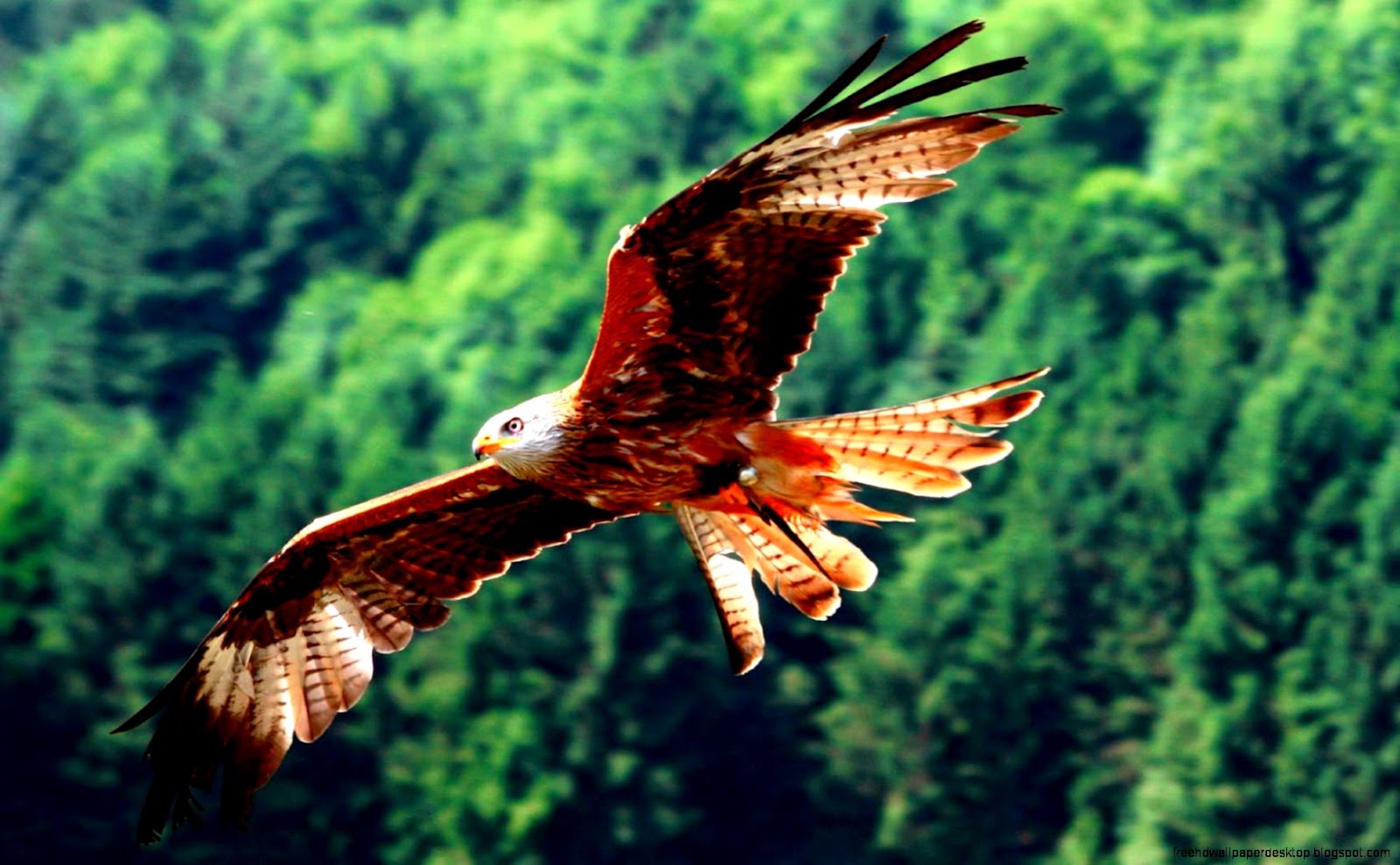 Red Kite Bird Of Prey Hd Wallpaper Free High Definition Wallpapers