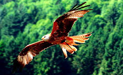 kite bird prey definition