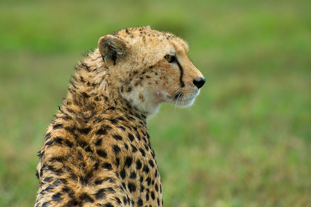 Animals And Birds: Cheetaha Profile & Pic`s 2011