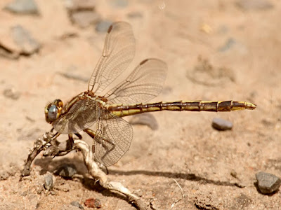 dusky clubtail dragonfly