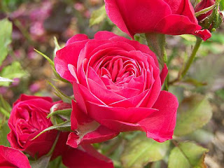 फूल के फोटो, गुलाब का फूल डाउनलोड, फूल गुलाब, फूल के नाम, फूलों के नाम चित्र सहित, कमल के फूल, फूलों की जानकारी, फूल नाम, फूल की खेती