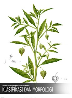 Klasifikasi dan Morfologi Cecenet atau ciplukan (Physalis angulata L.)