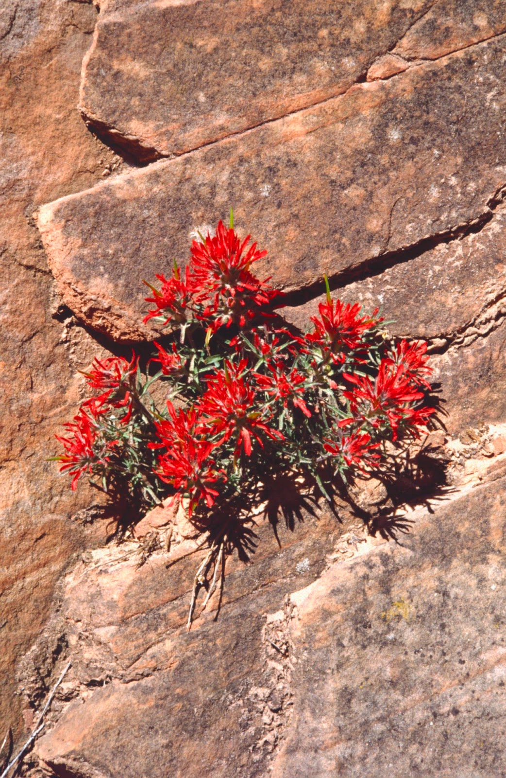 The Old Cowboy and Photography Wildflowers of Zion National Park