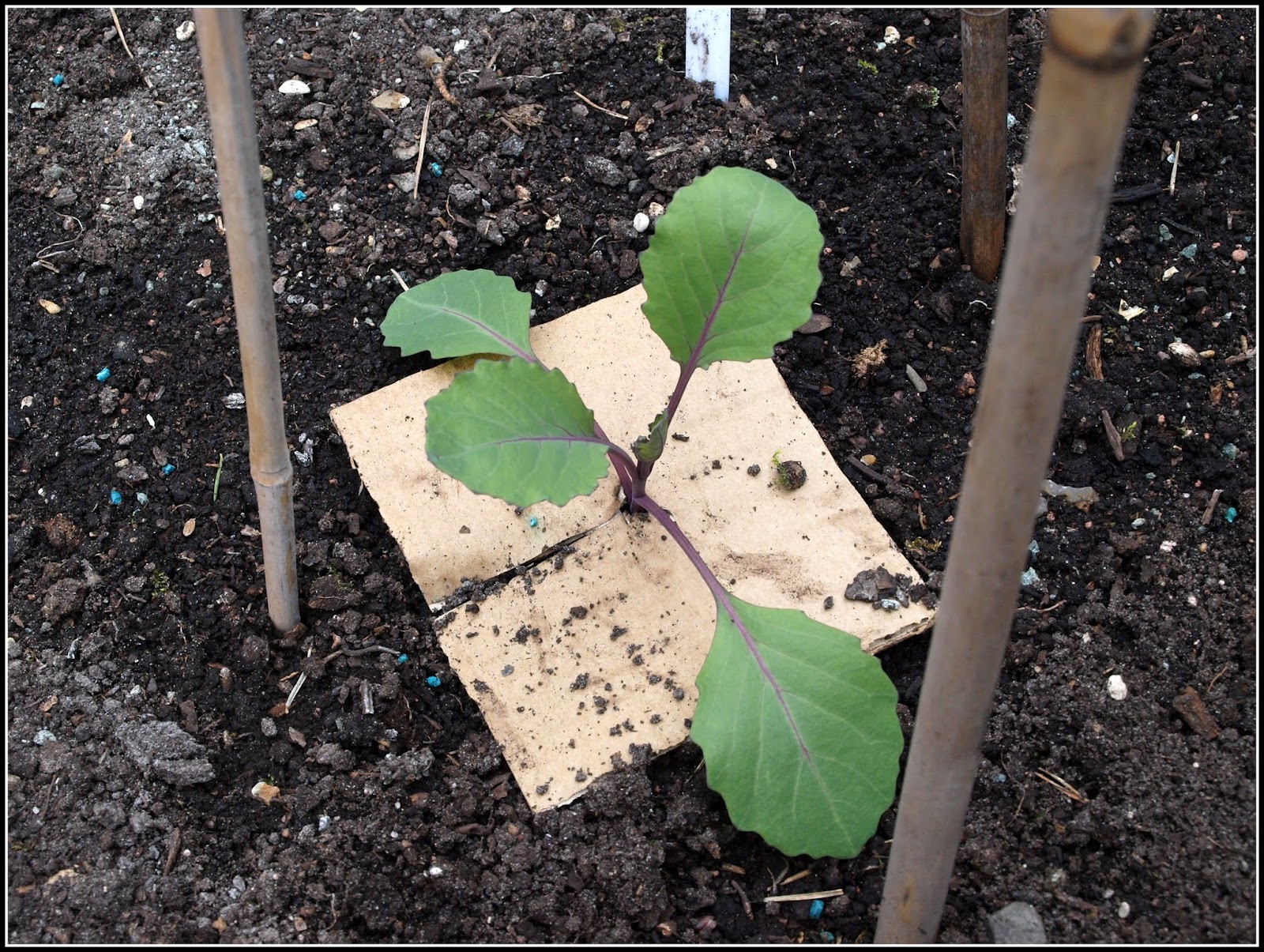 Mark's Veg Plot Red Cabbage "Ruby Perfection"