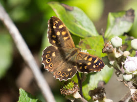 Speckled Wood (insula) - Scilly