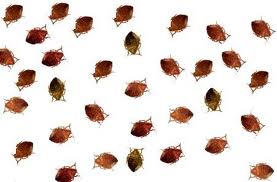 bedbugs library books bedbugs library books
