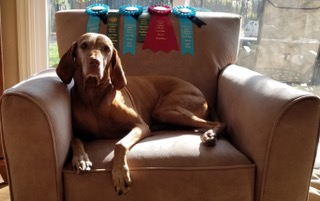 Lily gets her AKC level title SWA (scent work advanced) November 2018