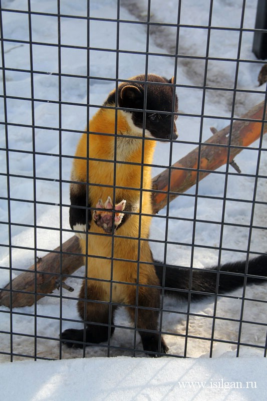 Контактный зоопарк в челябинске