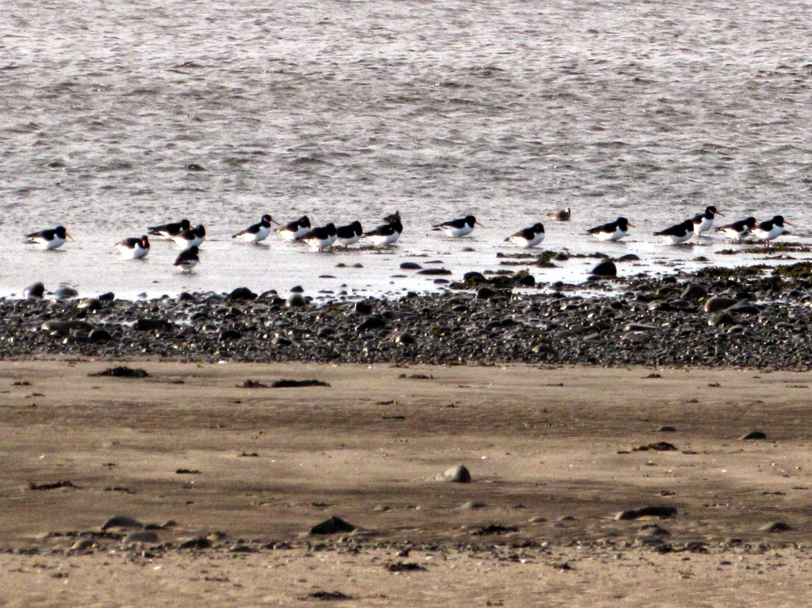 The Glebe Blog Wigtownshire RamblersSt Helena IslandGlenluce Abbey January 2015