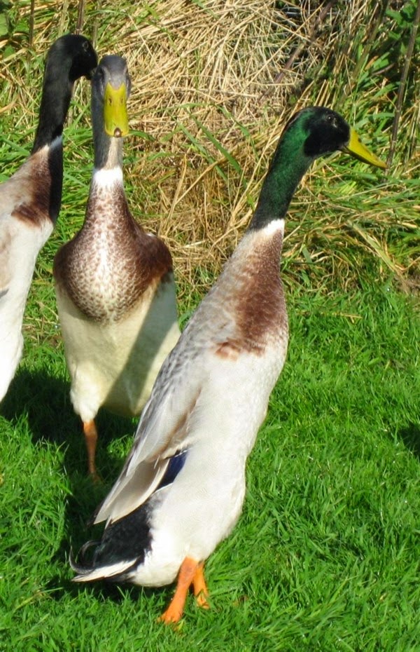 Animals World August 2014