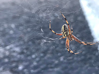 Orb Weaver Spiders Create Recognizable Webs