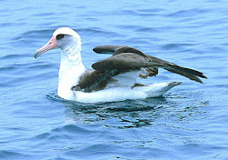 albatross laysan birds facts wingspan interesting northern jeff many albatrosses ago seas lived area
