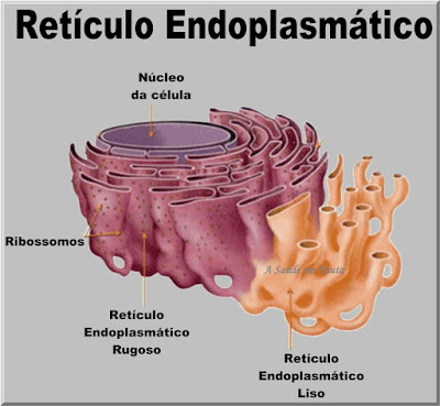 Esquema mostrando a estrutura do retículo endoplasmático de uma célula