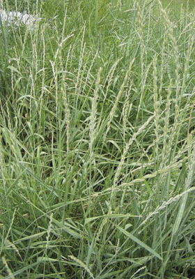 Quackgrass Plant - Agropyron repens