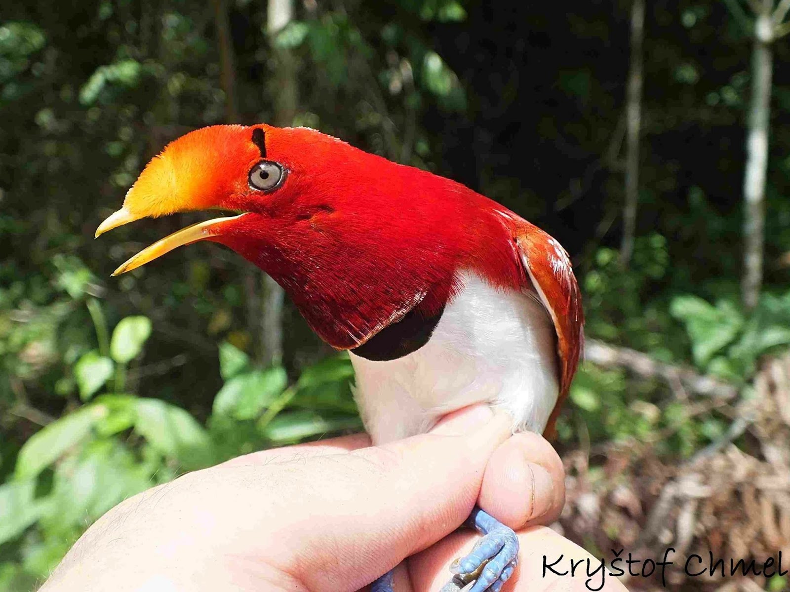 Ornitologia | As Aves Mais Belas do Mundo