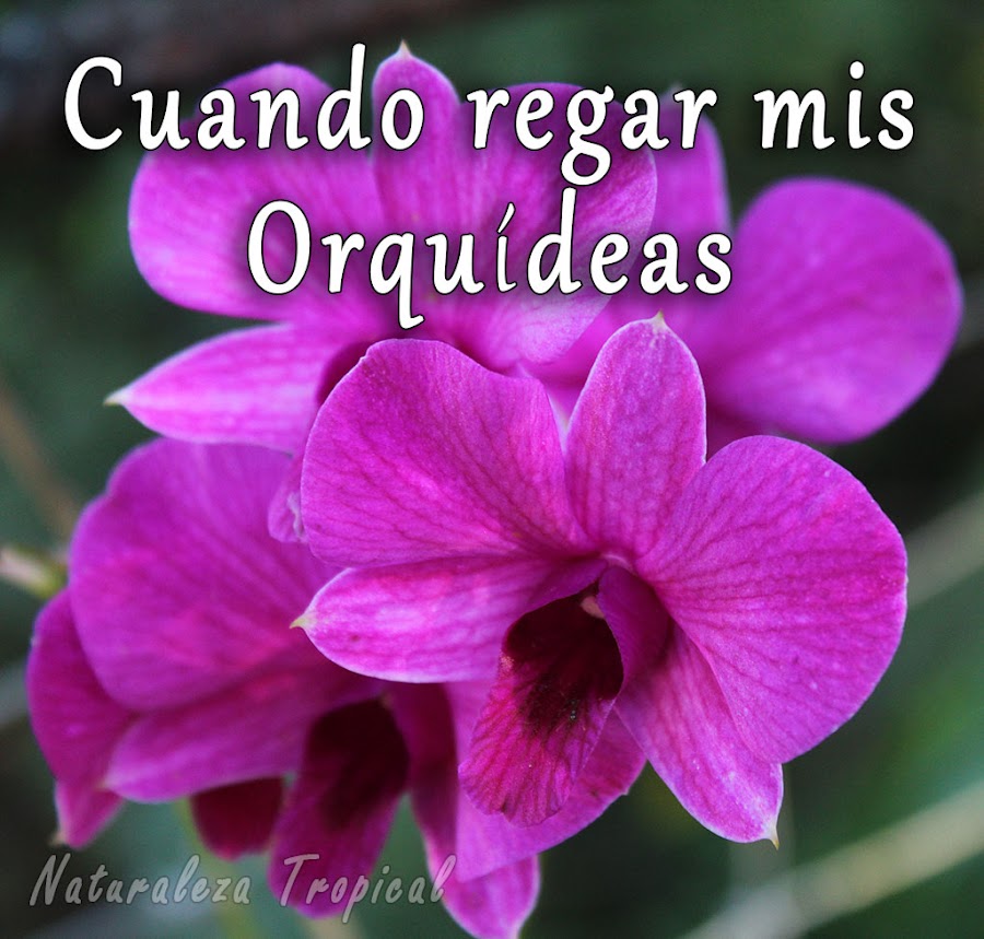 Cuando regar mis orquídeas