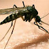 खबरों में बीकानेर 🎤 :  नगर निगम के पास के इलाकों में मच्छरों की भरमार, लोग बीमार