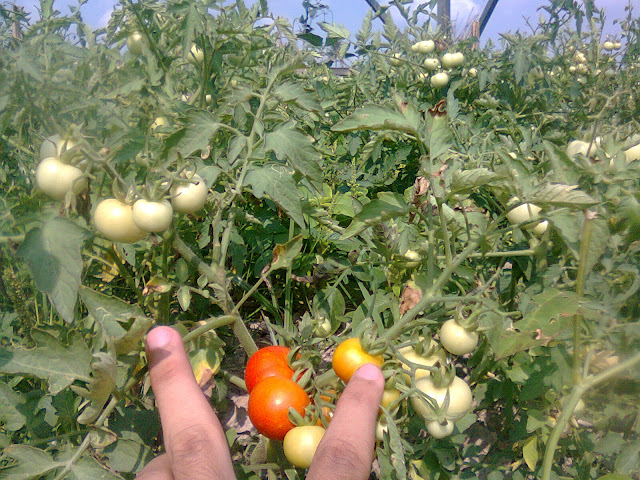 Kebun Tomat Rampai Milik Saya