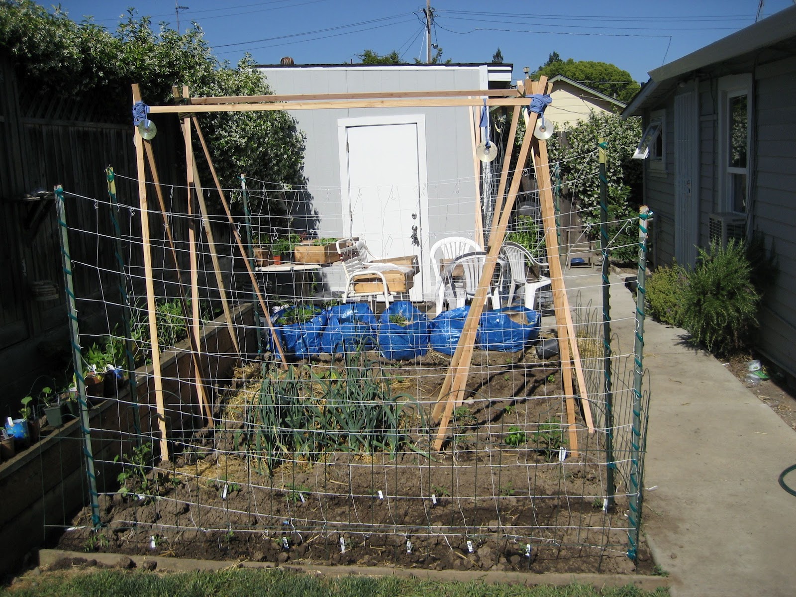 11+ Butternut Squash Trellis Pictures certifiedchiq