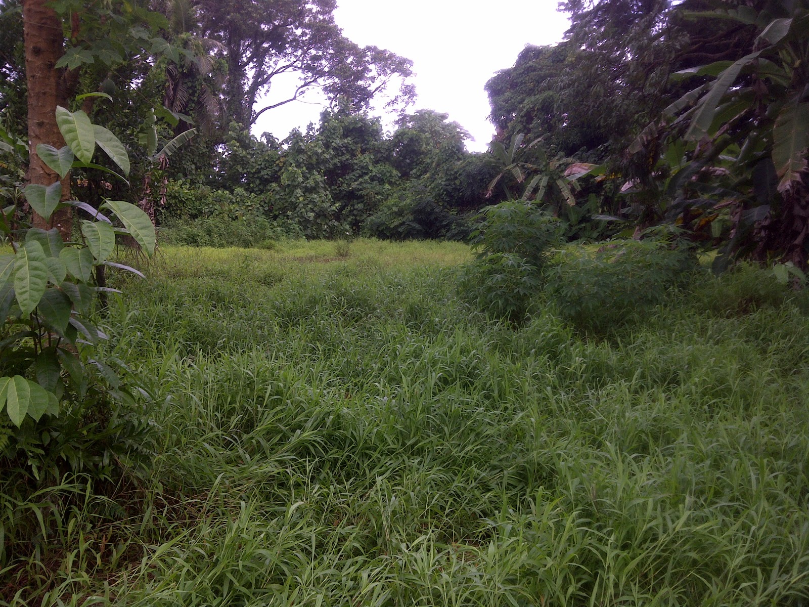 IRIS MICRONESIA Iris Micronesia Base 1