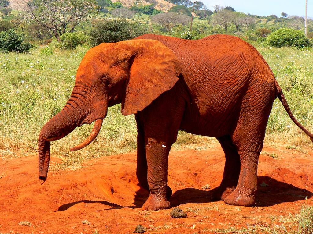 The Red Elephants of Kenya The Ark In Space