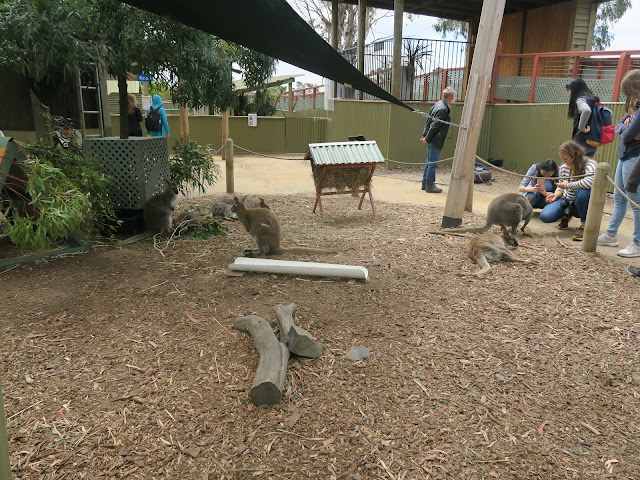 Kangaroos,  Maru Koala and Animal Park, melbourne, australia