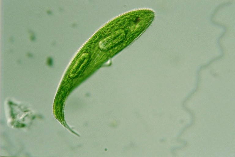 Хлорофиллы эвглены зеленой. Euglena Spirogyra. Euglena vermicularis. Эвглена. Euglena pisciformis.