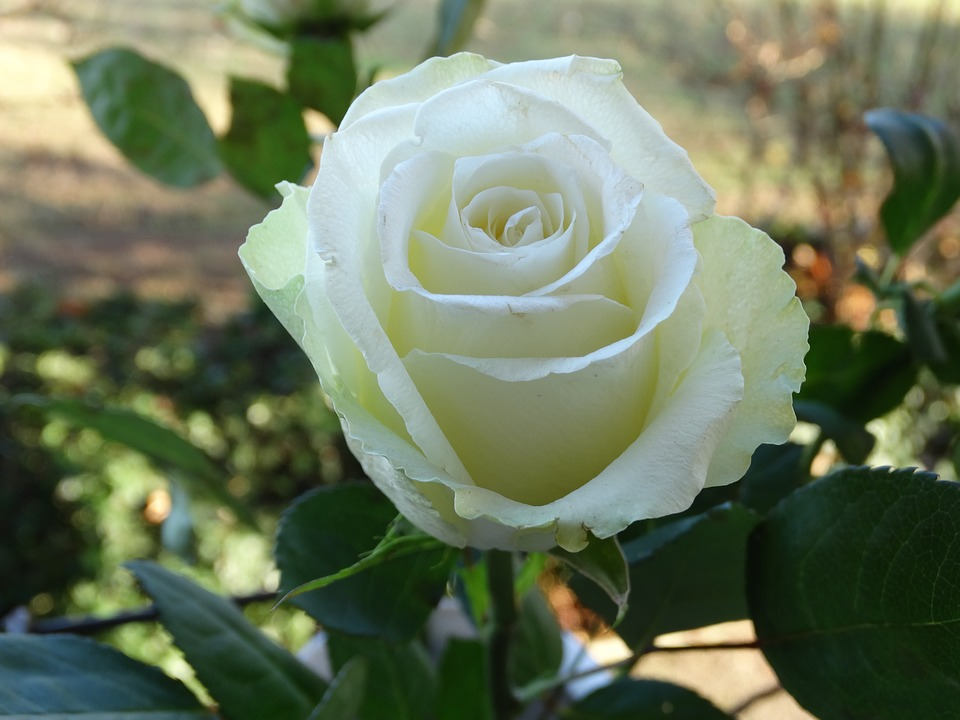 Kumpulan Galeri Gambar  Bunga  Mawar Putih Tercantik  