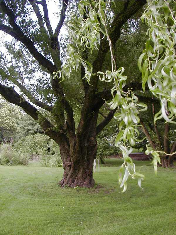 Corkscrew Willow Tree Far Backyard Location
