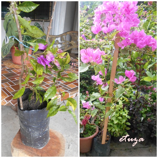 Cangkuk Bunga Kertas Berbagai Jenis