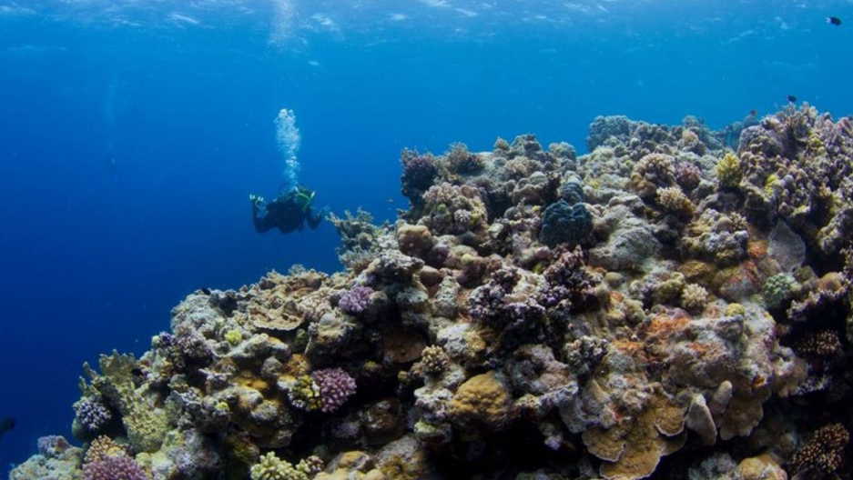 What are coral reefs? Where are coral reefs found in the world? Zones