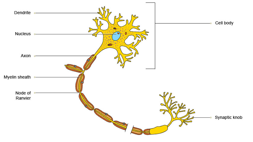 Just Ruky: How Does a Neuron Work?