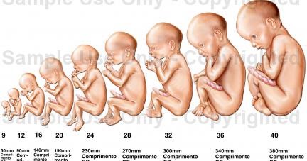 Calculadora de Tamanho do Feto - Medidas Úteis