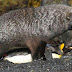 Focas estupram pinguins e pesquisadores não sabem o motivo