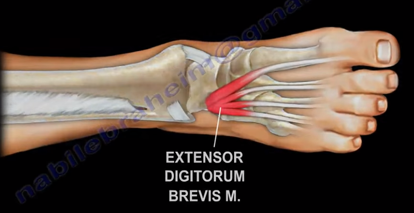 Dr. Nabil Ebraheim's Blogspot: Extensor Digitorum Brevis