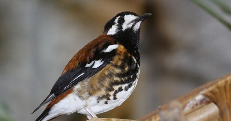 Harga Burung Anis Kembang Terbaru Februari 2020