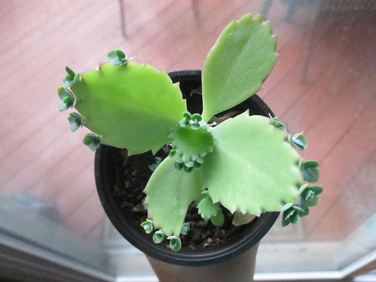 Green Jean baby plants