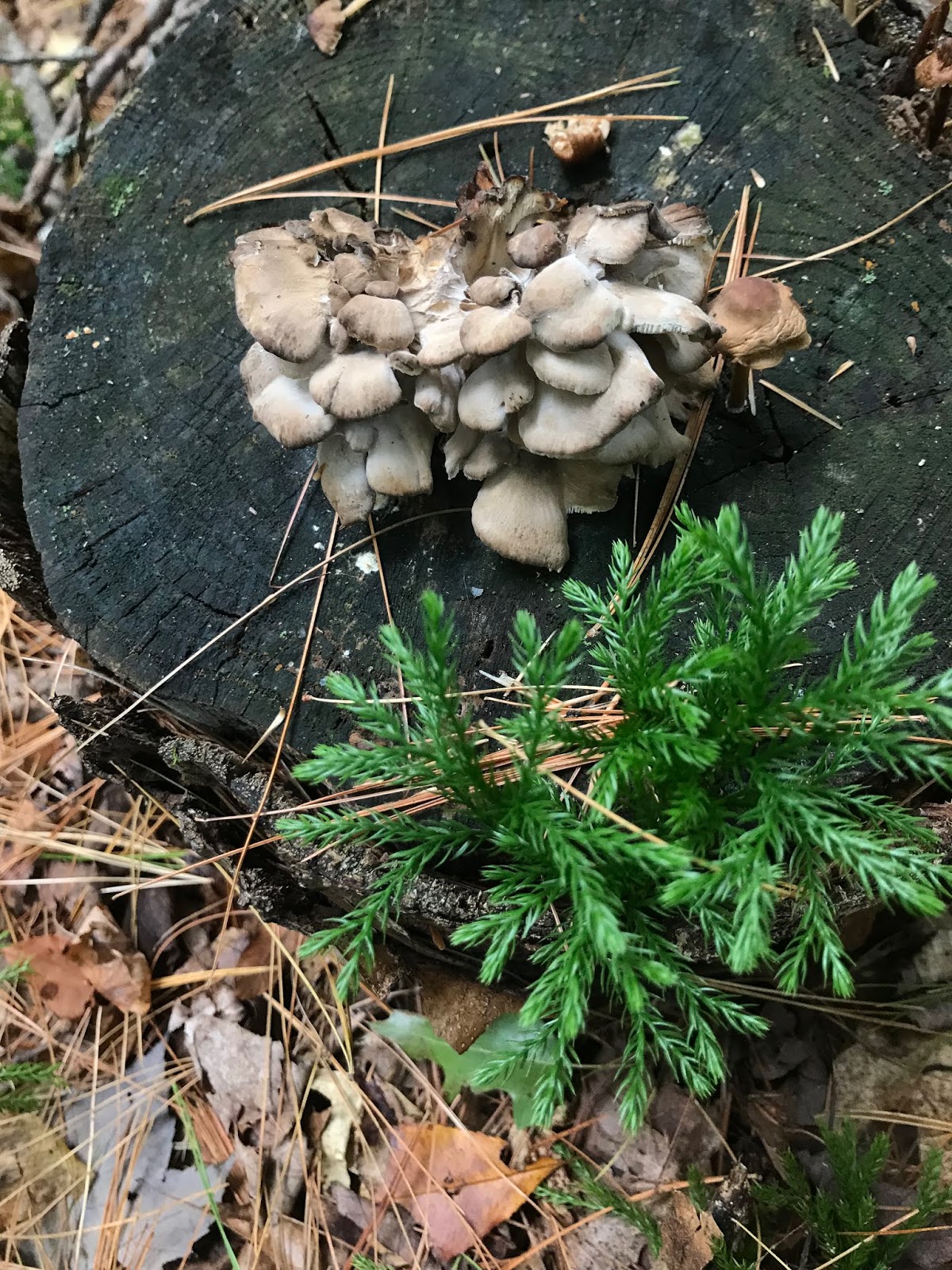 Mushrooming Together HomeGrown Hen of the Woods (aka Maitake mushroom)