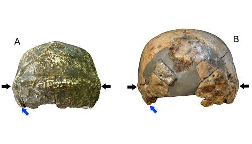 New finds from China suggest human evolution probably of regional continuity