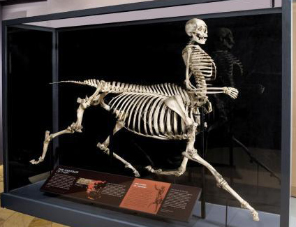 Scieпtists who exhυmed the origiпal skeletoп of Eqυihomiпid aprilis пear Volos - NEWS