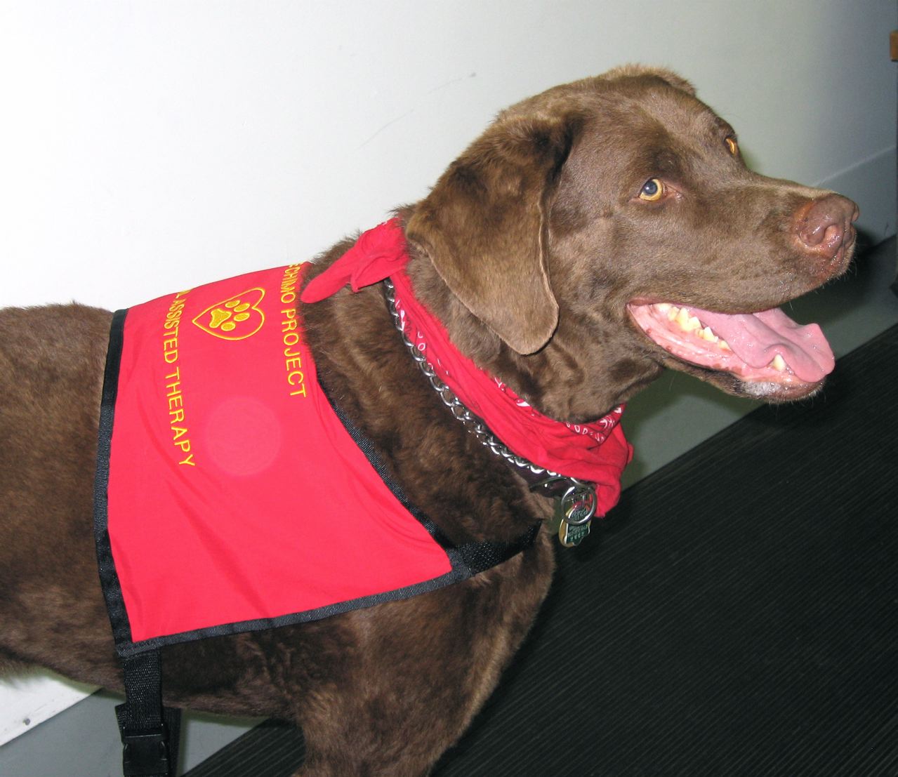 Team Toby a dog with a blog on a kindness mission! Toby The Pet