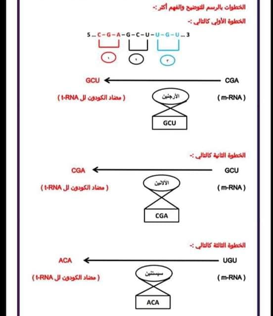 مفتاح حل مسائل RNA وتخليق البروتين للصف الثالث الثانوي
