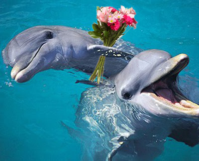 delfines riendo