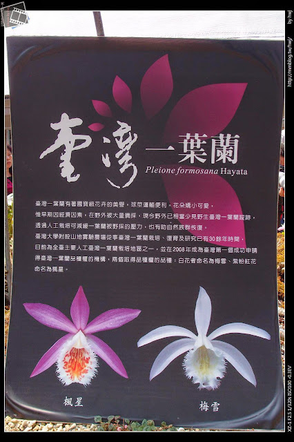 2013-03-23 梅峰農場 春之饗宴 台大森林實驗林_楓星與梅雪.....就是用梅峰來命名的喔！