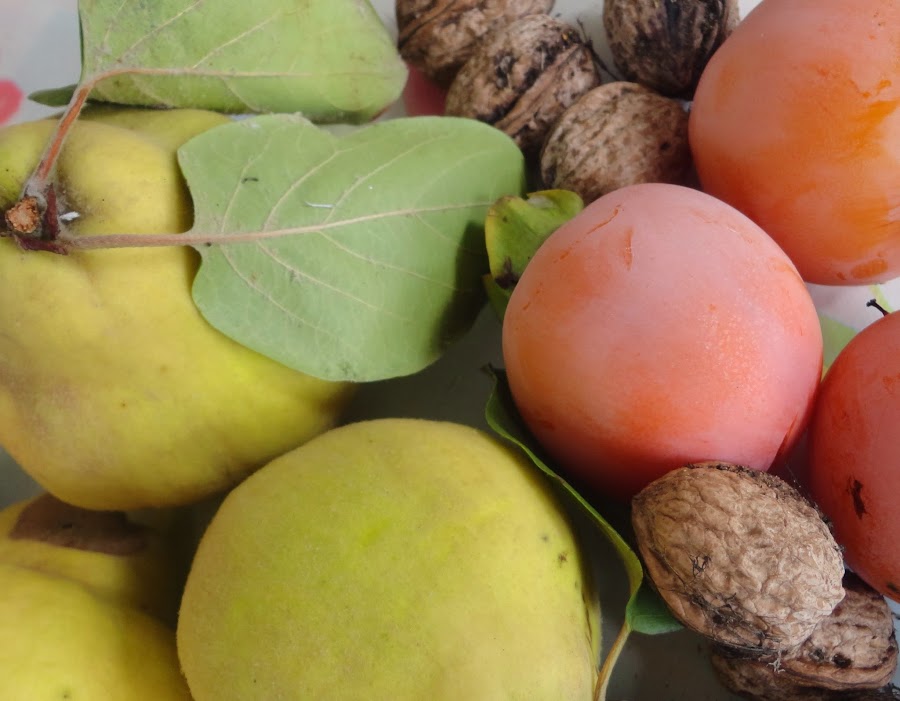 COSECHA DE MEMBRILLOS, NUECES Y CAQUIS