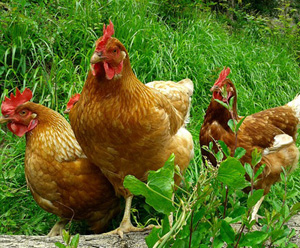 Harga ayam petelur siap telur 2021