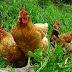 Daftar Harga Ayam Petelur Siap Telur Terkini