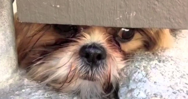 Quem tem cachorro deve pagar IPTU em dobro!
