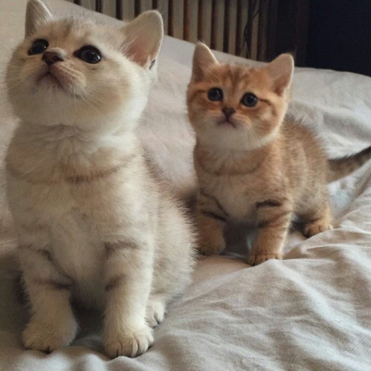 Kuwait Cats And Kittens Sales And Adoption Kuwait Kittens And Cats